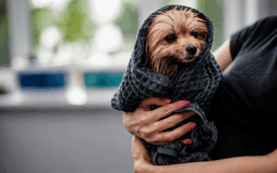 Banho como ritual: como transformar um momento estressante em conexão com seu pet