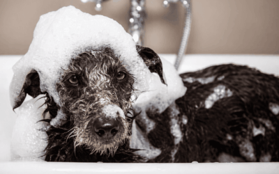 Por que o shampoo humano faz mal ao seu cão ou gato?